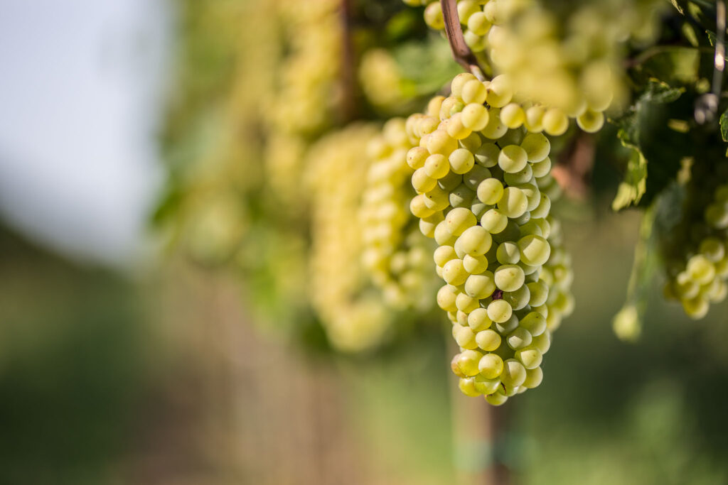 Pinot Bianco Recensioni
